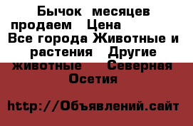 Бычок 6месяцев продаем › Цена ­ 20 000 - Все города Животные и растения » Другие животные   . Северная Осетия